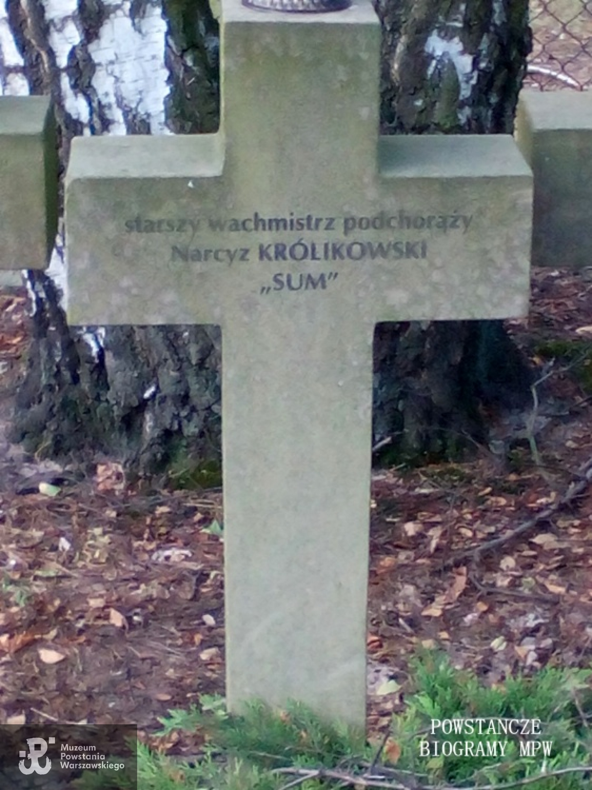 Mogiła Narcyza Kulikowskiego - Cmentarz Wojenny Budy Zosine. Fot. Mariusz Skroński <i>[uwaga ! błędny napis na krzyżu:  Narcyz Królikowski, zamiast Kulikowski]</i>
