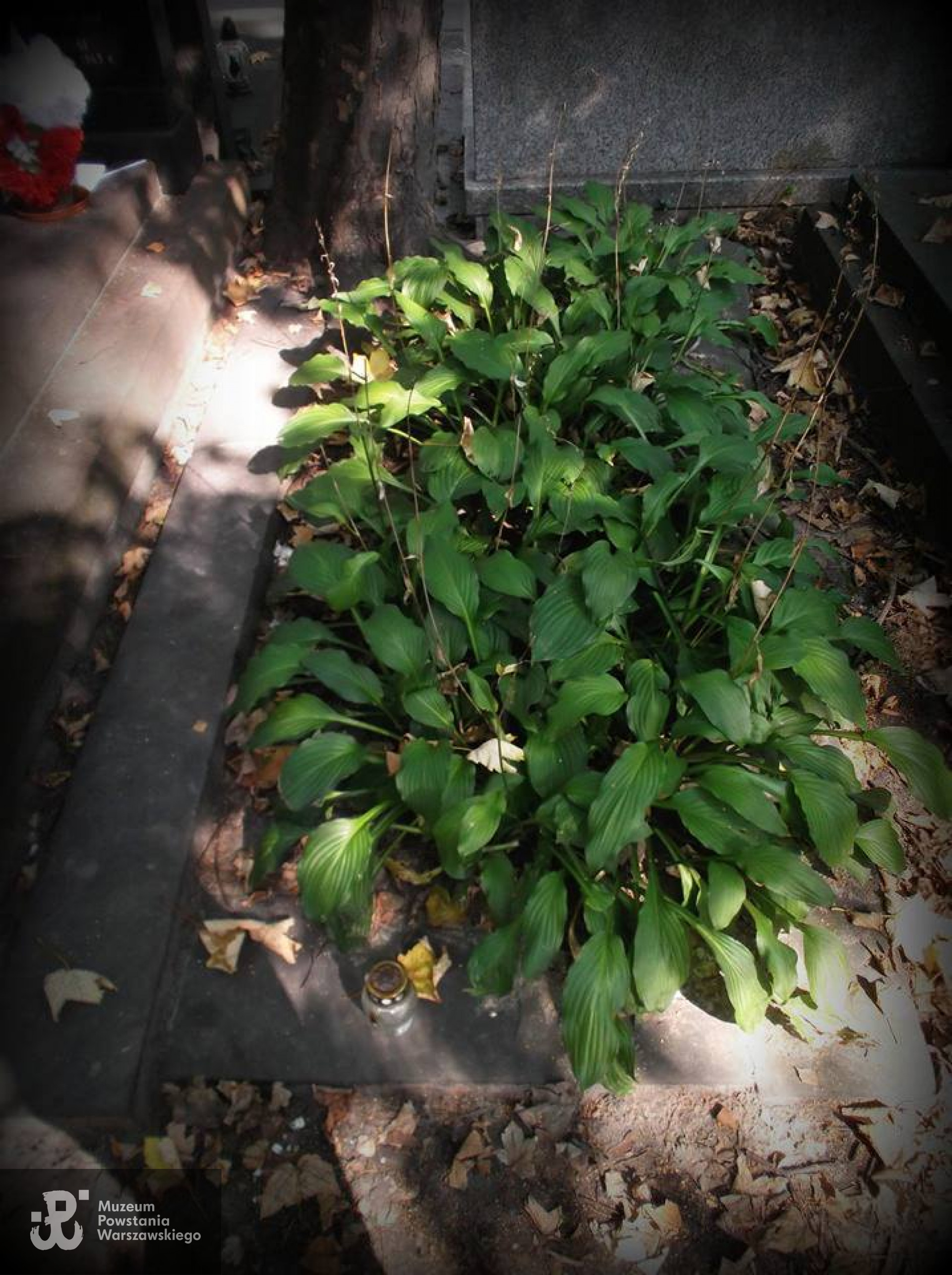 Cmentarz Wojskowy na Powązkach, kwatera A22-2-24. Zdjęcie grobu z 2016 r. Fot.  Ania Wiktoria Szarejko, udostępnił p. Jan Wawszczyk