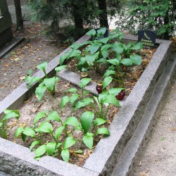 Źródło: https://pl.wikipedia.org/wiki/Zenon_Kliszko [dostęp: 1.04.2025].