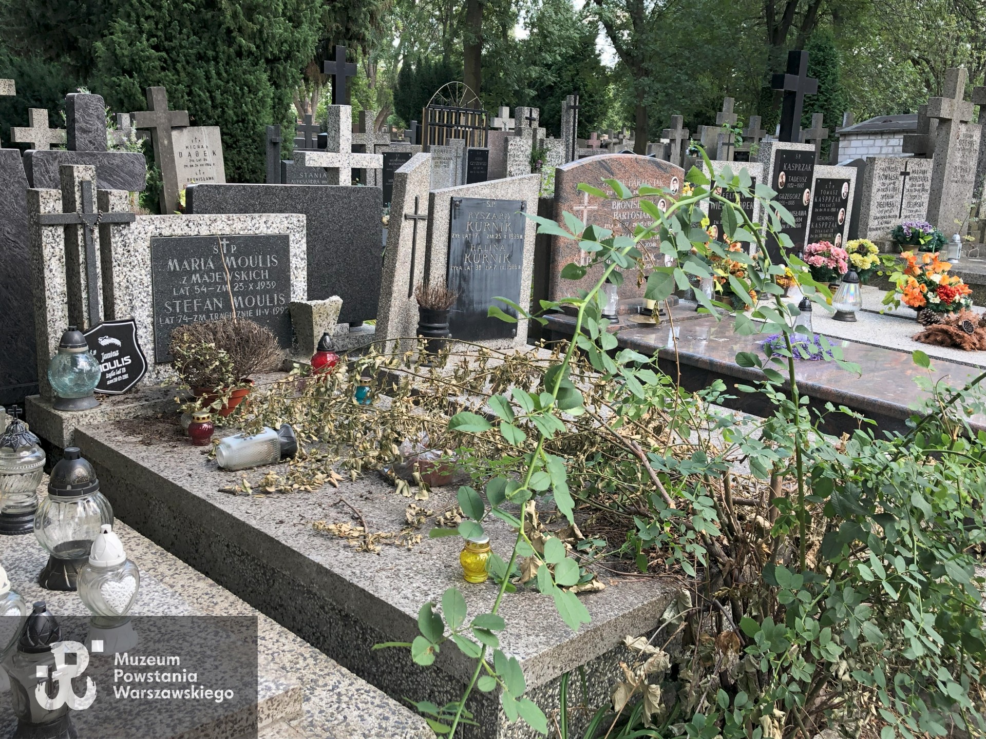 Źródło: Dorota Kotowska.