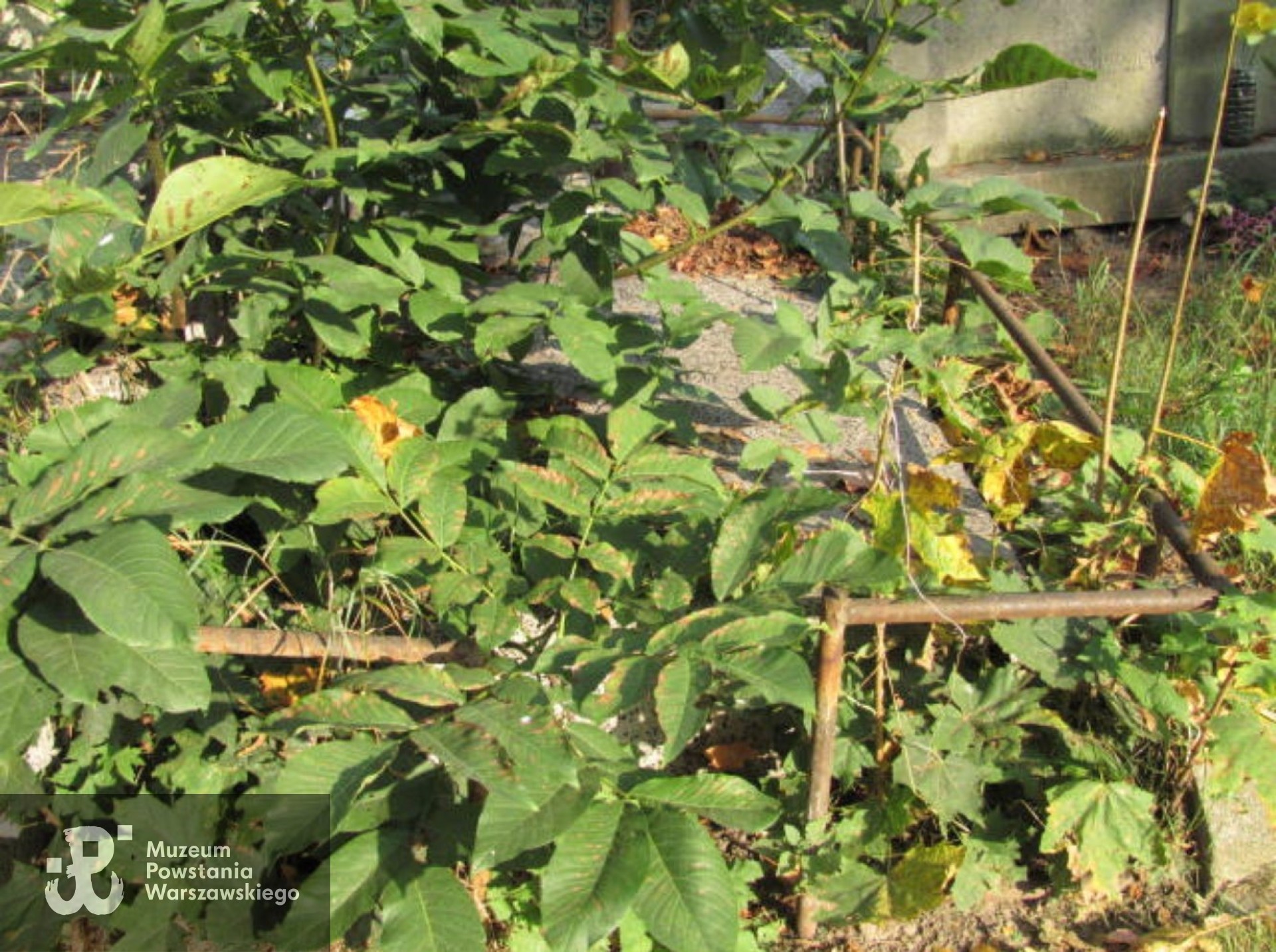 Źródło: https://wawamlynarska.grobonet.com/grobonet/start.php?id=detale&idg=8049 [dostęp: 03.06.2025].