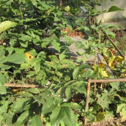 Źródło: https://wawamlynarska.grobonet.com/grobonet/start.php?id=detale&idg=8049 [dostęp: 03.06.2025].