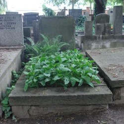 Źródło: https://cmentarze.um.warszawa.pl/pomnik.aspx?pom_id=63899 [dostęp: 23.04.2025].