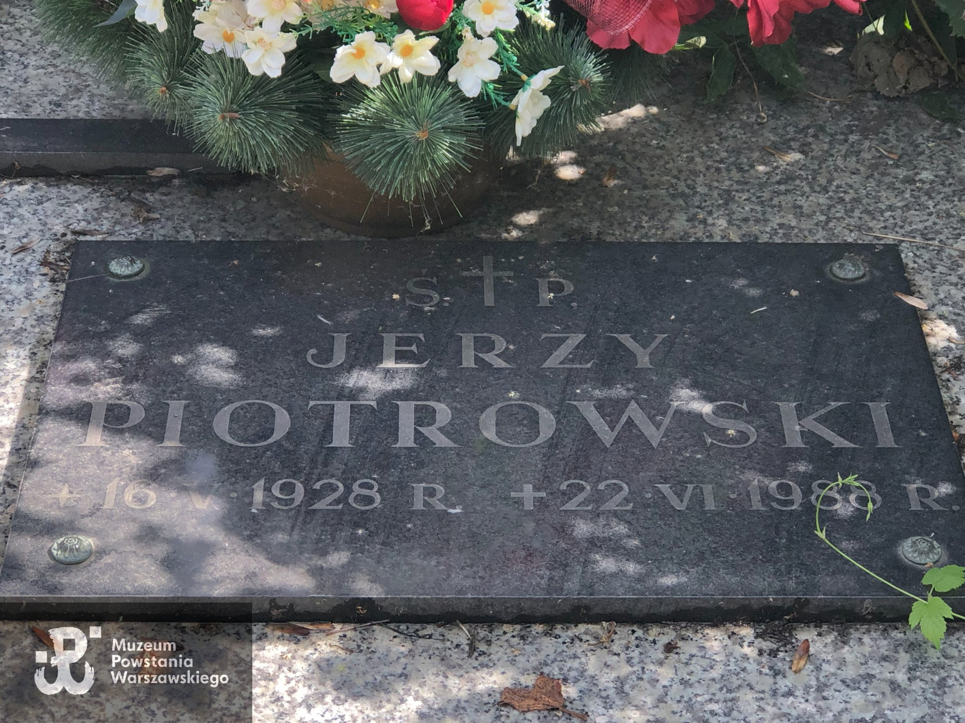 Źródło: Dorota Kotowska.