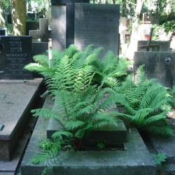 Źródło: https://cmentarze.um.warszawa.pl/pomnik.aspx?pom_id=64455 [dostęp: 12.05.2025].