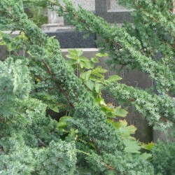 Źródło: https://cmentarze.um.warszawa.pl/pomnik.aspx?pom_id=51967 [dostęp: 27.01.2026].